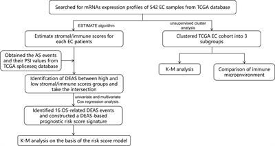 Identification of Tumor Microenvironment-Related Alternative Splicing Events to Predict the Prognosis of Endometrial Cancer